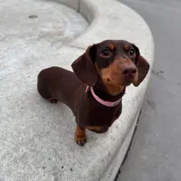 داشهوند بلوطی نر