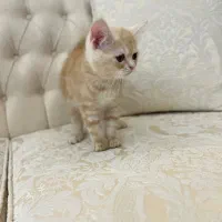 گربه|گربه|قم, زنبیل آباد|دیوار