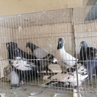 کبوتر نر پریده|پرنده|کرمان, |دیوار