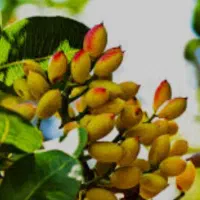 سهام ایثار فجر