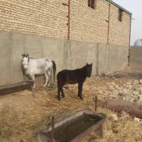 کره اسب نریون|اسب و تجهیزات اسبسواری|ورامین, ورامین|دیوار