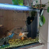 فروش آکواریوم کامل و ماهی