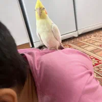 عروس هلندی گم شده