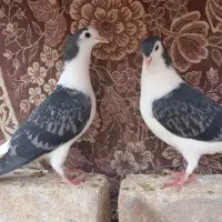 کبوتردمگیرسیاه پشت جوجه