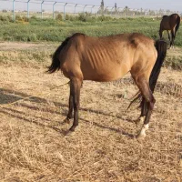 اسب مادیون به همراه کره یکونیم ساله