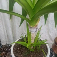 گل زرتی باریشه زدن زیاد