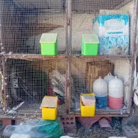 چفت توری جفتگاه