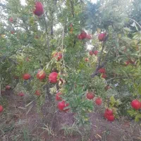باغ انار|فروش زمین و ملک کلنگی|سلفچگان, |دیوار