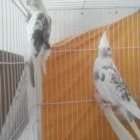 عروس هلندی مولد همرا با تمامی وسایل