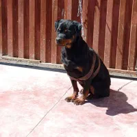 ماده رتوایلر