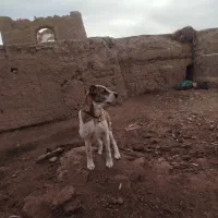 سگ ماده|سگ|خوشاب, |دیوار