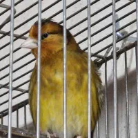 سهره قناری سرخ