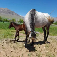 مادیون|اسب و تجهیزات اسب‌سواری|اراک, |دیوار