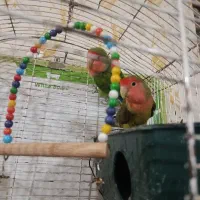 پرنده طوطی برزیلی