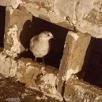 کفتر|پرنده|همدان, |دیوار