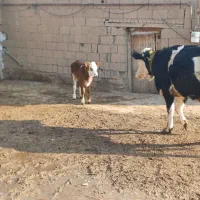 سیمینتال آبستن