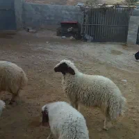 بره قوچ سنجابی