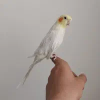 عروس هلندی|پرنده|شازند, |دیوار