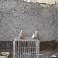 سینه زرد مقبول درجه یک