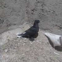 کفتر یا کبوتر دم سفید|پرنده|شیراز, نصرآباد|دیوار