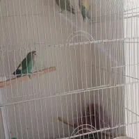 فروش چند عدد پرنده