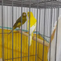 جفت قناری سبز ماده نر زرد