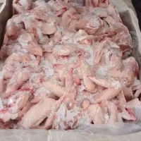 کتف و بال منجمد