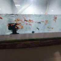 آکواریوم.. کوپی|ماهی|قم, شاه ابراهیم|دیوار