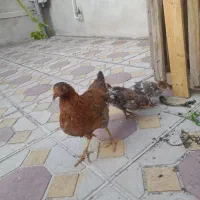 فروش جوجه و فریح