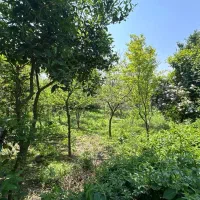 باغ ویلای 2 خوابه سنددار نزدیک رشت پردرخت|فروش خانه و ویلا|رشت, منظریه|دیوار