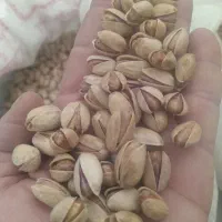 پسته ای خشک درجه ای یک