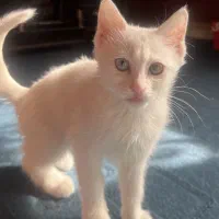 گربه اسکاتیش سفید چشم دو رنگ|گربه|کرمان, |دیوار