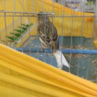 قناری ماده|پرنده|بروجرد, |دیوار