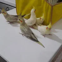 عروس هلندی|پرنده|قرچک, زیبا شهر|دیوار