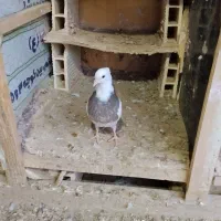 طوقی|پرنده|قم, ولیعصر|دیوار