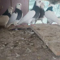 کبوتر طوقی|پرنده|اصفهان, کوی امیریه|دیوار
