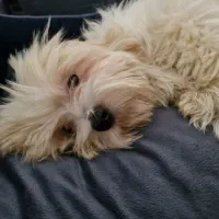 سگ ۸ ماهه شیتزو|سگ|قدس, شهرقدس|دیوار