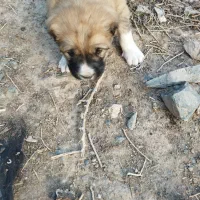 سگ افغان|سگ|شاخنات, |دیوار