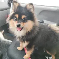 پامر خرسی ۱۰ ماهه پسر