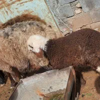 میش درجه یک با بره بزرگ نر