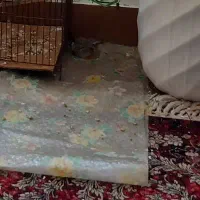 قناری جوجه