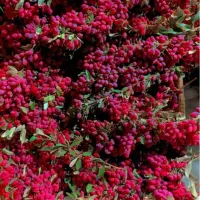 زرشک کوهی خراسان