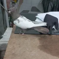 کبوتر جفتگاه