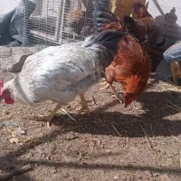 خروس گلپایگانی و گلین جوان|حیوانات مزرعه|قم, نخودی|دیوار