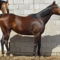 مادیان دوخون ۸ ساله مدارک کامل|اسب و تجهیزات اسب‌سواری|چهاردانگه (تهران), |دیوار