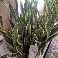 فروش انواع گل وگیاهان اپارتمانی