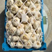 اجاره زمین کشاورزی