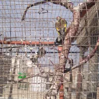 دوعدد سهره ماده دونه ای هشت صد هزار تومان|پرنده|میاندوآب, |دیوار