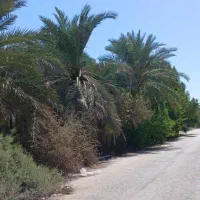 زمین نخل دار ۱۷۰۰ متری فروشی