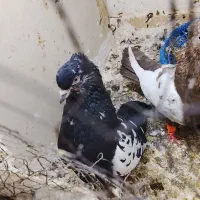 سینه خال ساده کبوتر چپ|پرنده|مشهد, شهید قربانی|دیوار